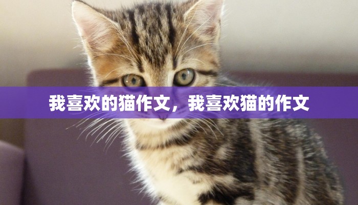 我喜欢的猫作文,我喜欢猫的作文 我喜欢的猫作文,我喜欢猫的作文