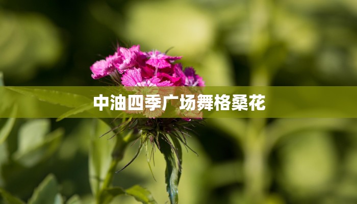 中油四季广场舞格桑花 中油四季广场舞格桑花