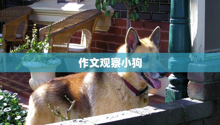作文观察小狗