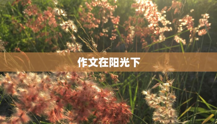 作文在阳光下 作文在阳光下