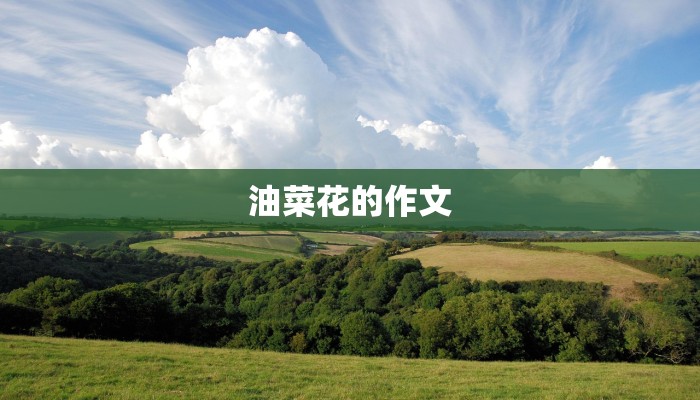 油菜花的作文