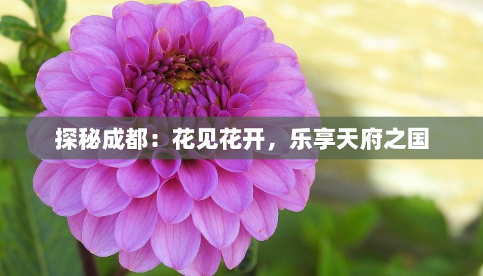 探秘成都：花见花开，乐享天府之国