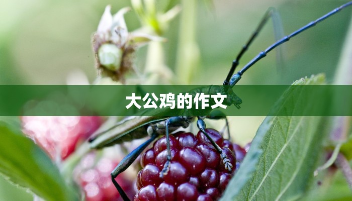 大公鸡的作文 大公鸡的作文