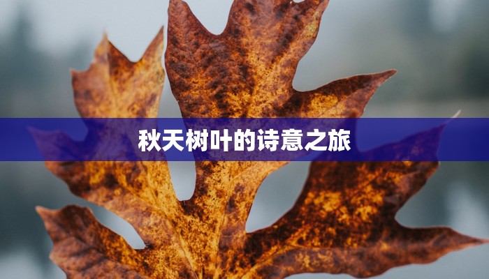 秋天树叶的诗意之旅 秋天树叶的诗意之旅