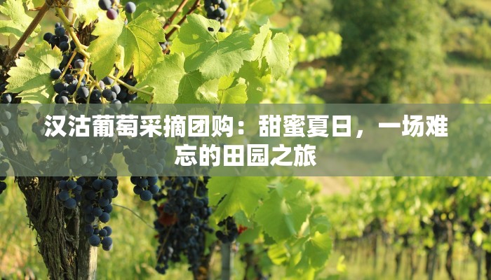 汉沽葡萄采摘团购：甜蜜夏日，一场难忘的田园之旅