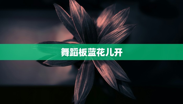 舞蹈板蓝花儿开