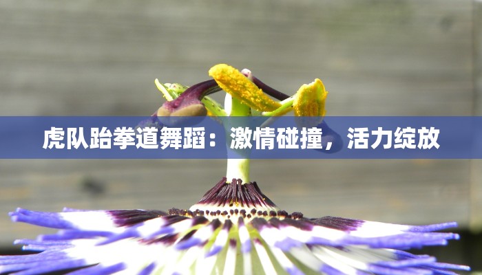 虎队跆拳道舞蹈：激情碰撞，活力绽放