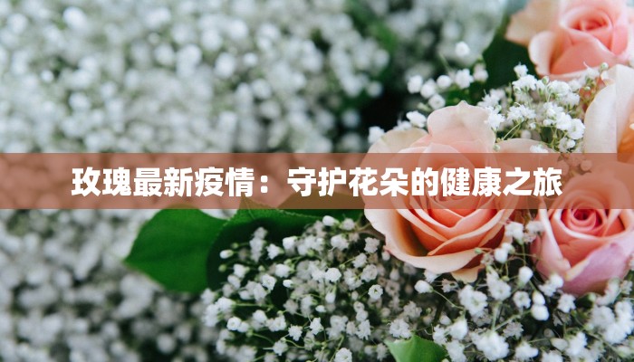 玫瑰最新疫情：守护花朵的健康之旅